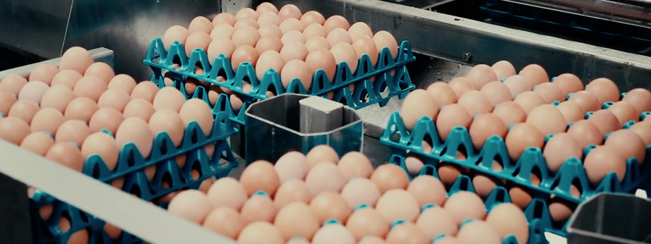 cooking with eggs
